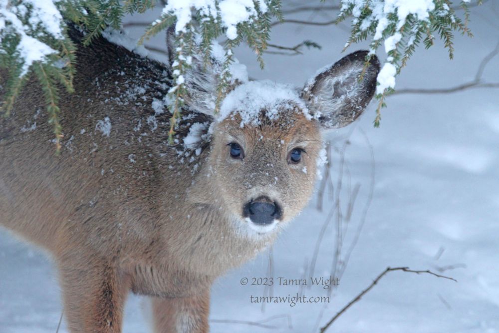 A doe, peeking out from under a snow-covered hemlock tree