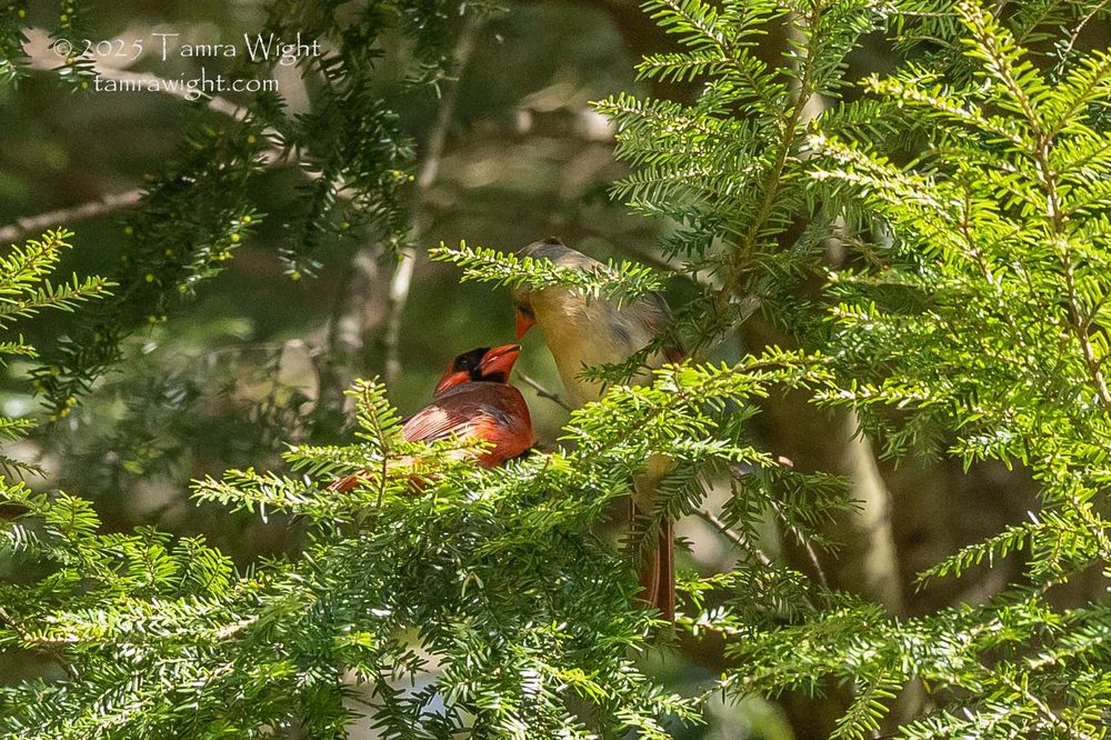 Male cardinal feeds a female cardinal