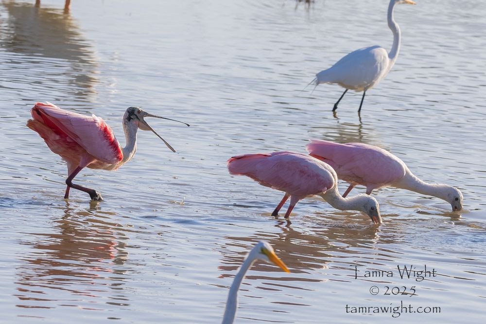 The adult spoonbill walks toward two foraging spoonbills