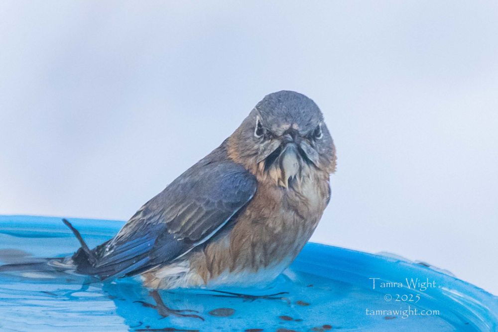 Female Bluebird soaking wet in birdbath, staring at the camera