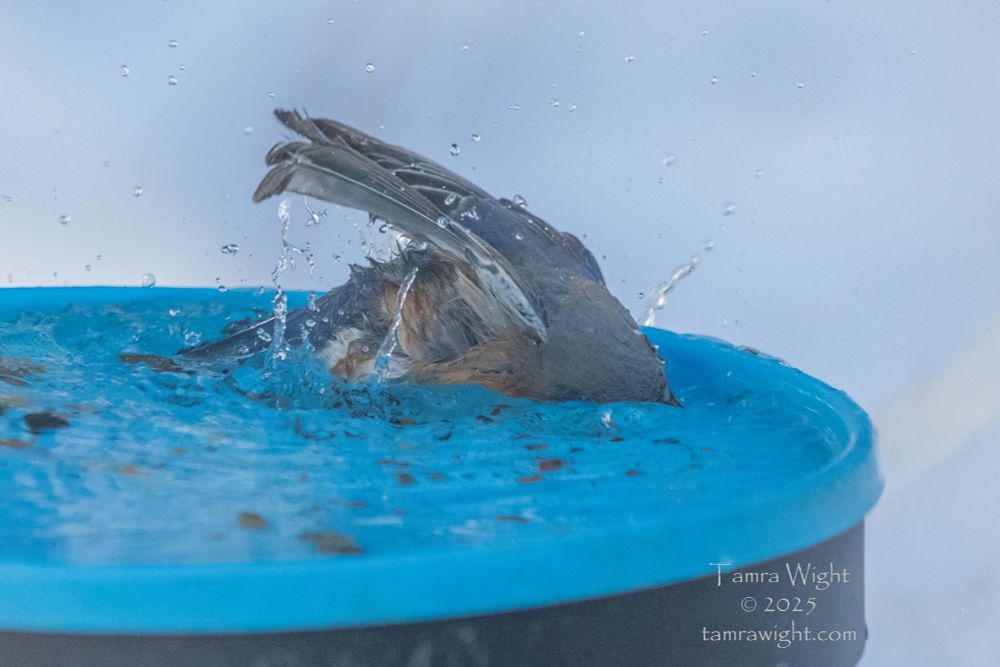 Female Bluebird bathing in birdbath