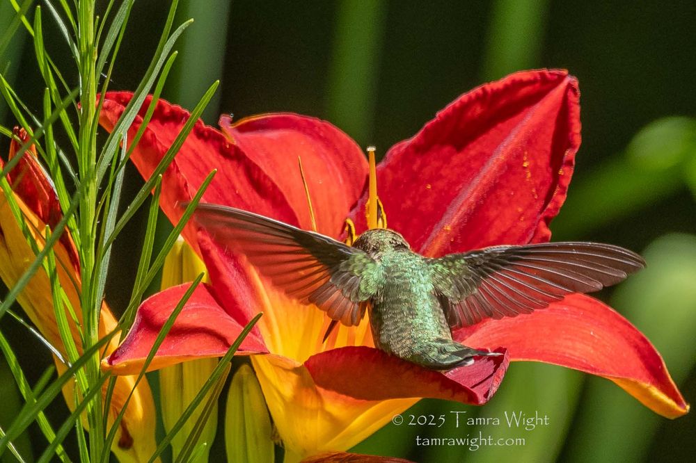 A female ruby-throated hummingbird feeds on a red and yellow daylily