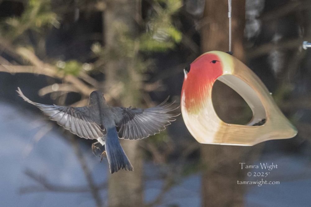 female bluebird in flight