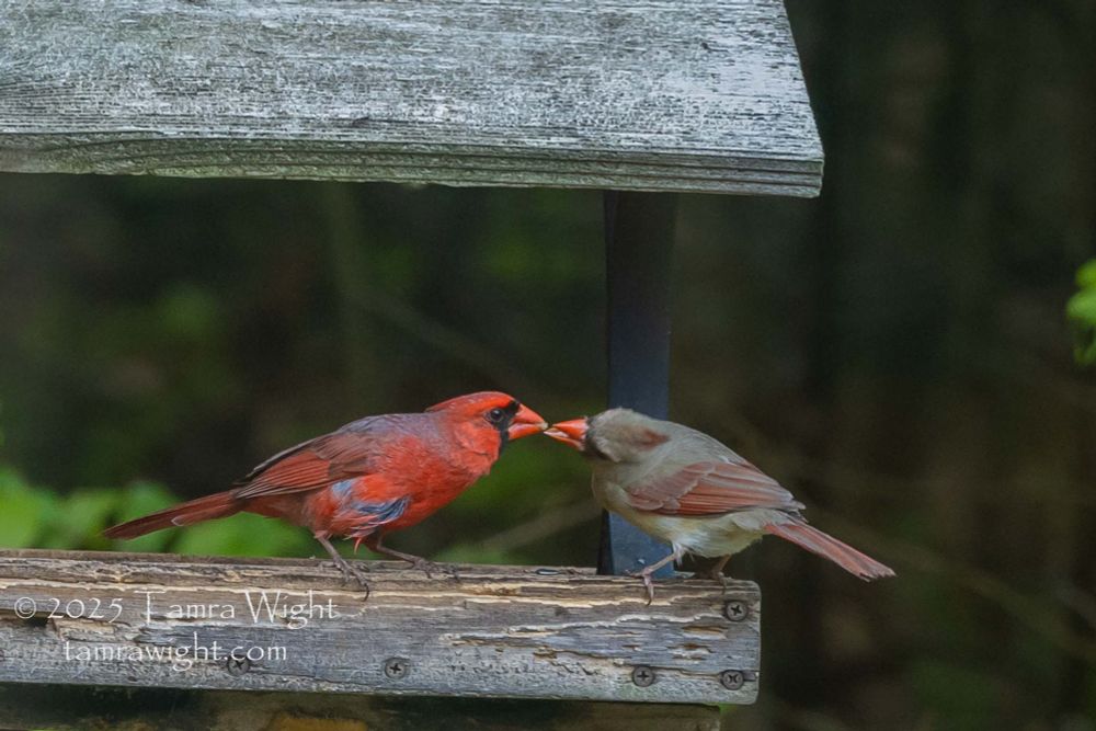 Male cardinal feeding a female cardinal on a wooden bird feeder