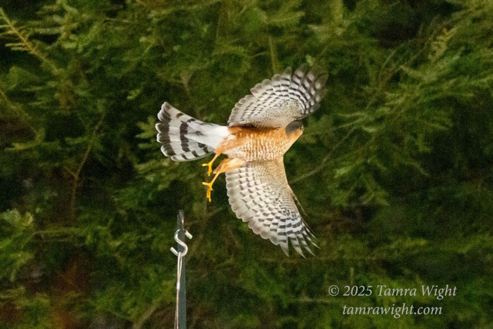 Sharp-shinned hawk in flight