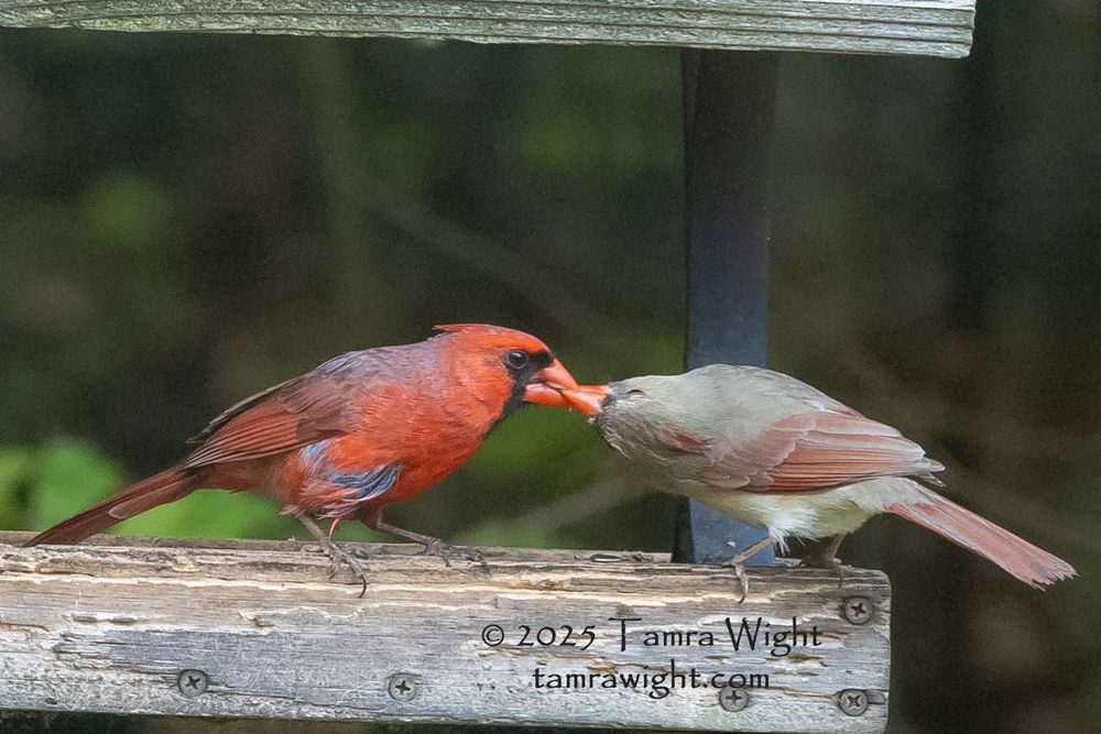 Male cardinal feeding a female cardinal on a wooden bird feeder