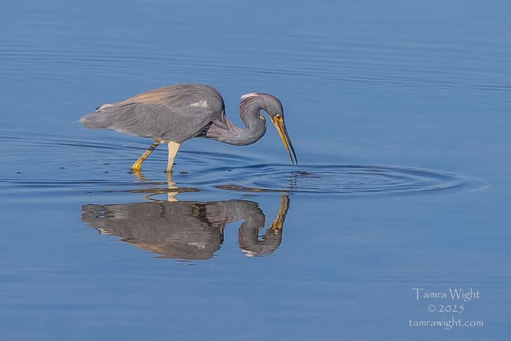 A reddish egret "fishing"
