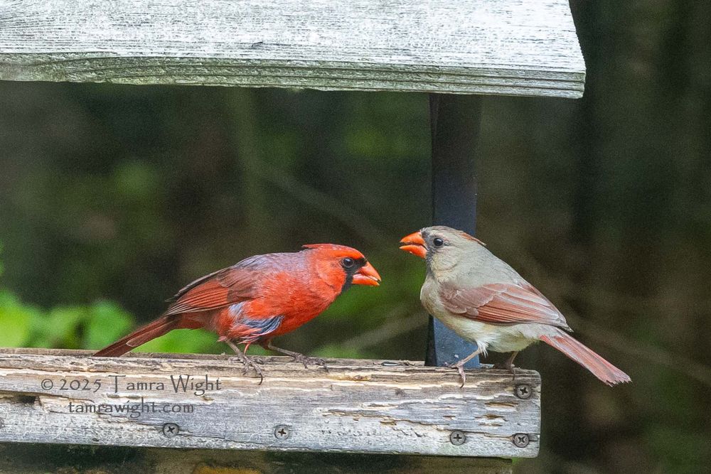 Male cardinal and female cardinal on a wooden bird feeder