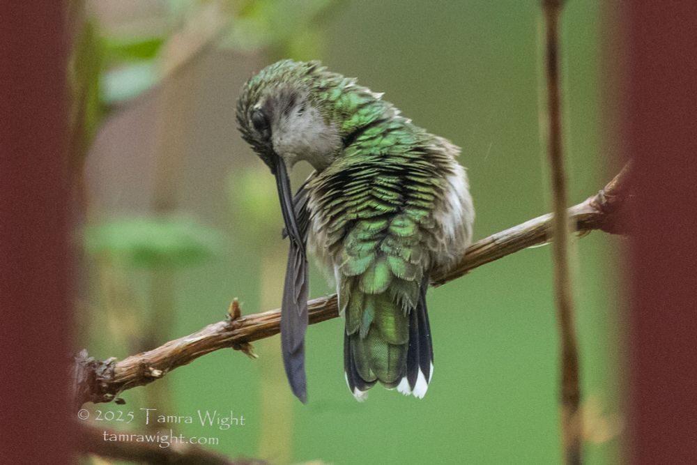 A female hummingbird preening