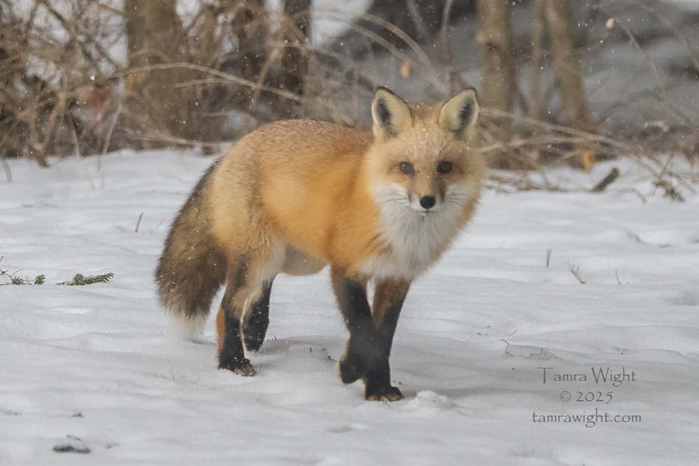 A red fox on a snow covered ground