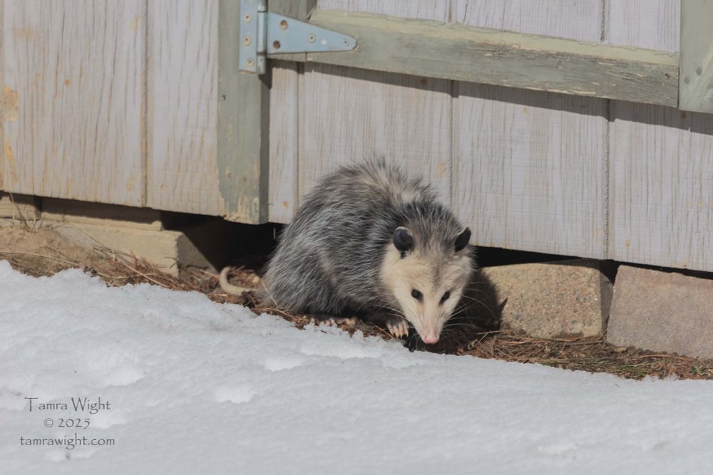 An opossum outside a shed