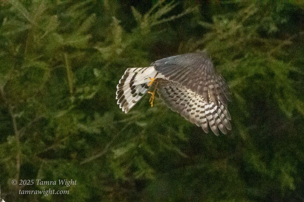 Sharp-shinned hawk sitting on post