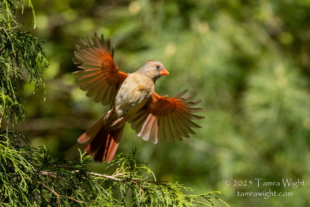 Female cardinal in flight