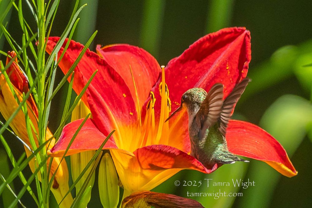 A female ruby-throated hummingbird lands on a red and yellow daylily