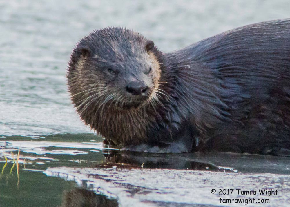 Otter on the ice
