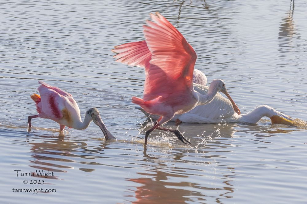 The foraging spoonbill spreads its wings and runs away from the biter