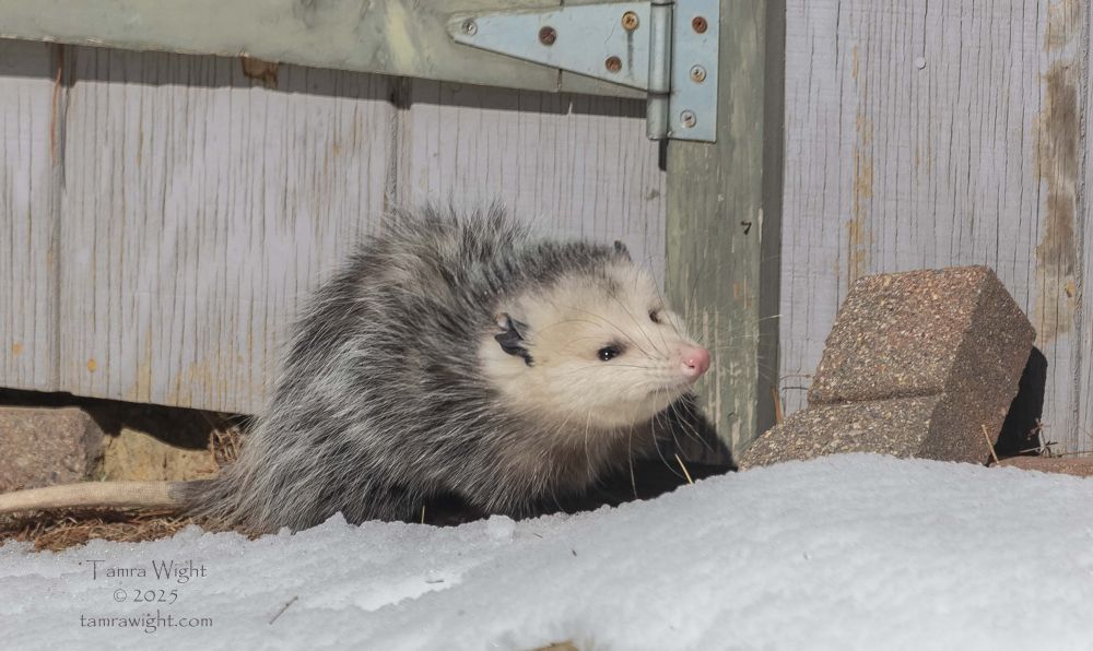 An opossum in the snow on a warm day