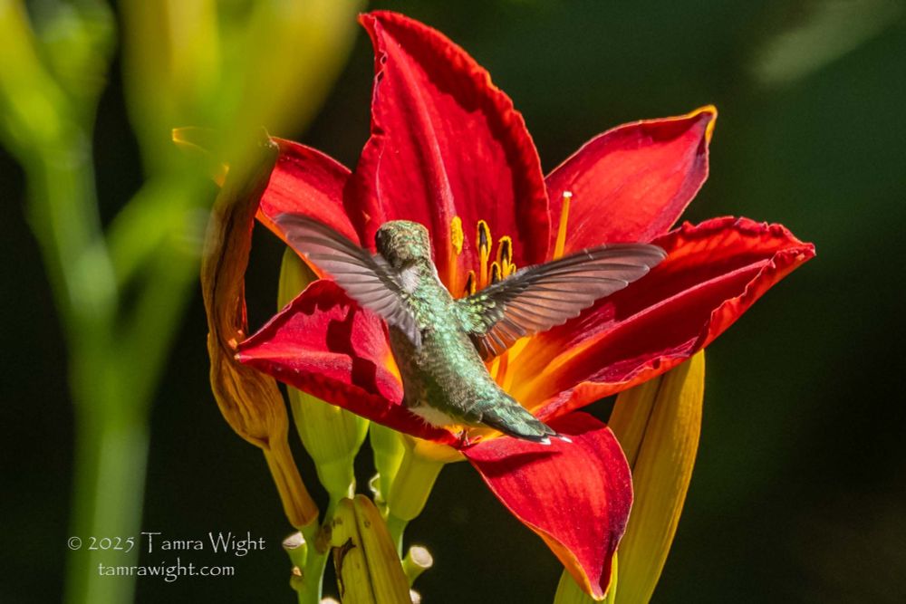 A female ruby-throated hummingbird lands on a red and yellow daylily