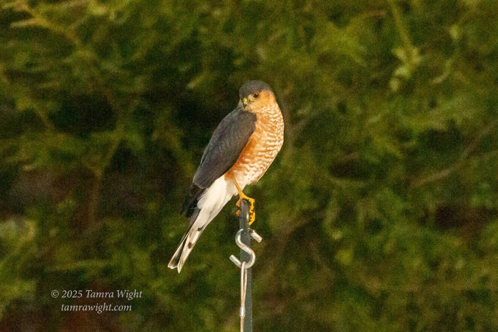Sharp-shinned hawk sitting on post