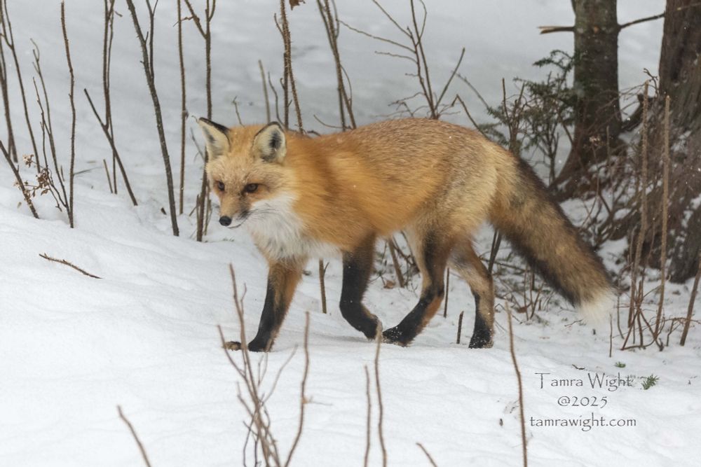 A red fox emerges from the woods on a snowy day