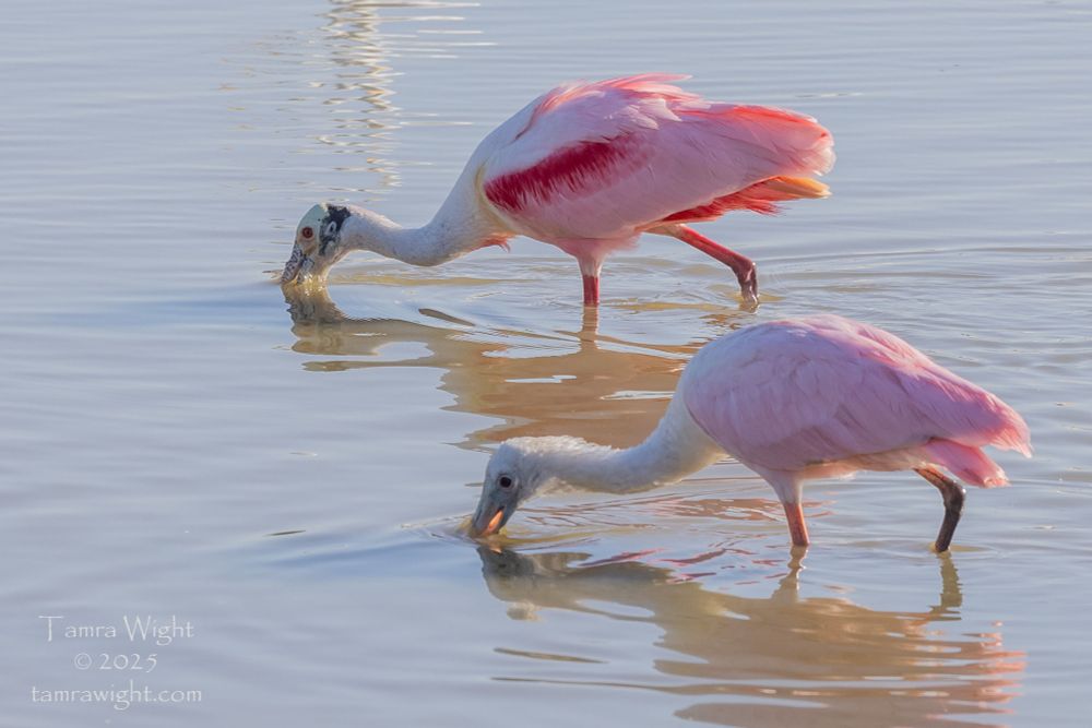 Two pink Roseate Spoonbills with their beaks in the water, foraging.