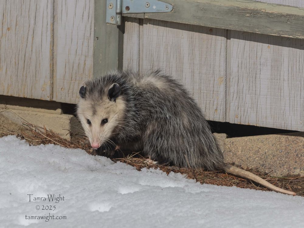 An opossum sits outside its den in a shed. It has a white pointy face, pink nose, long rat-like tail, black eyes and salt and pepper colored fur.