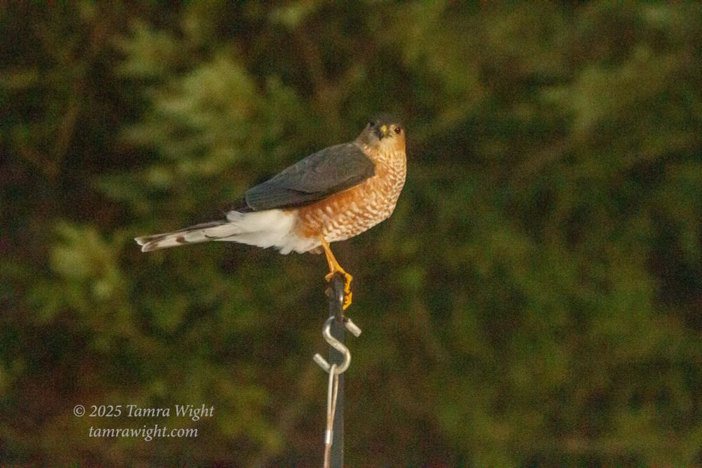 Sharp-shinned hawk sitting on post