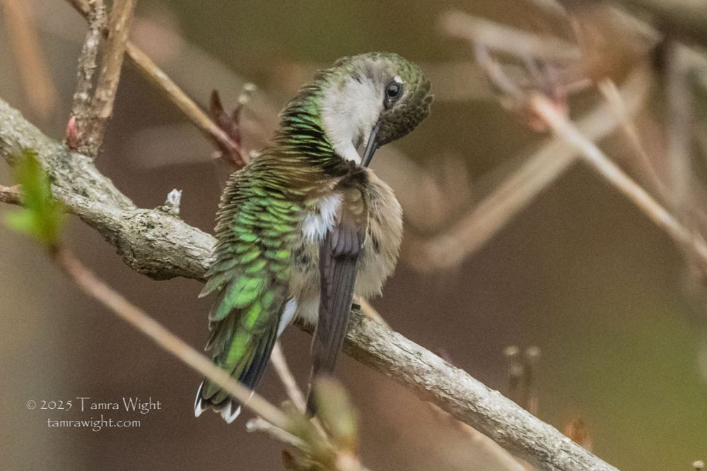 A female hummingbird preening