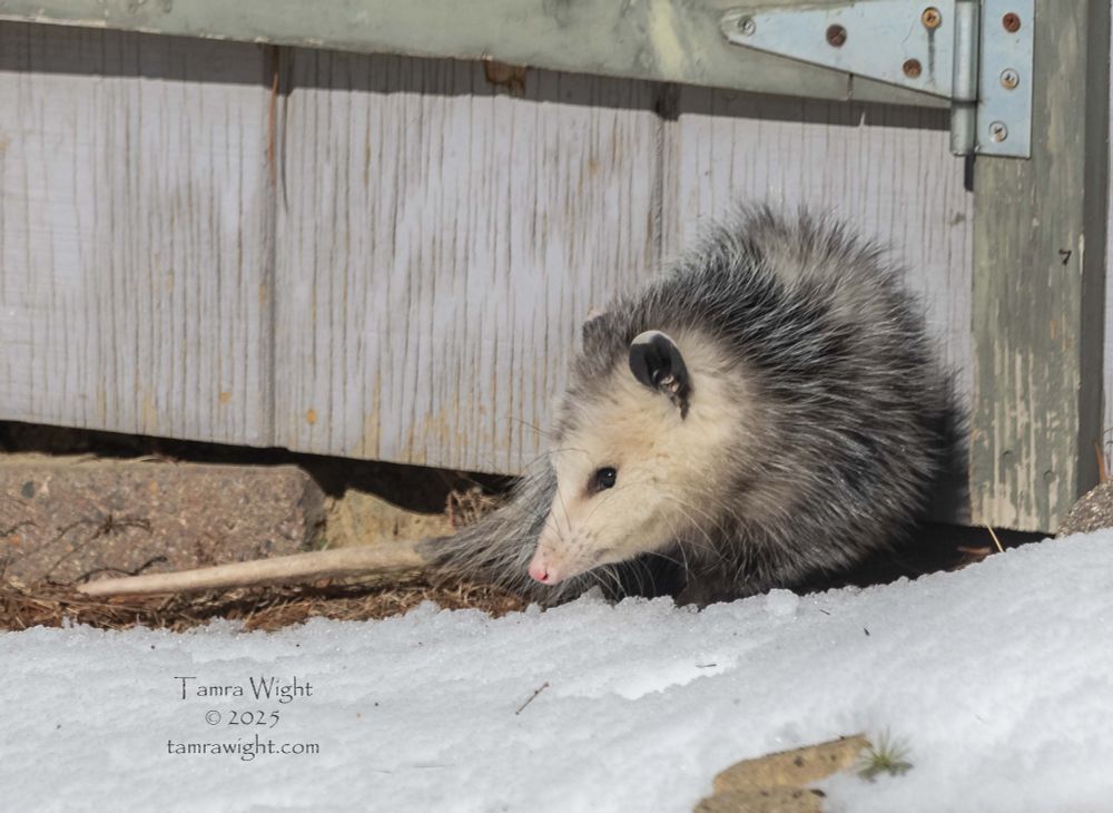 An opossum outside its den