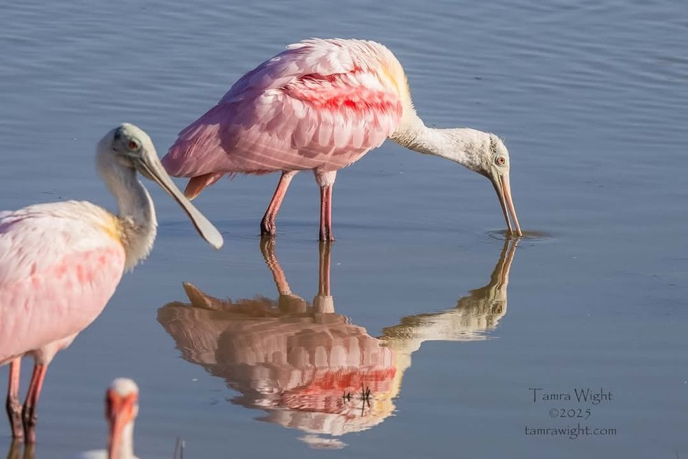 A pink spoonbill puts its beak in the water