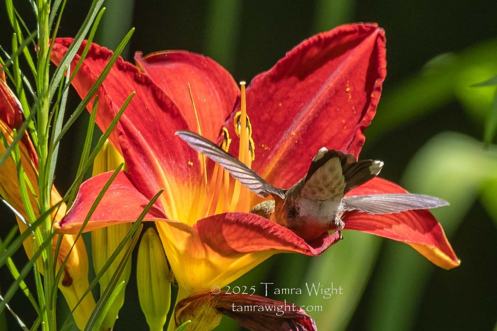 A female ruby-throated hummingbird seeks nectar from a red and yellow daylily