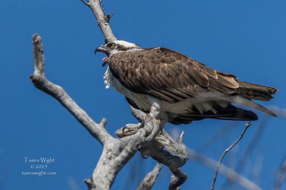 An osprey with a fish on a tree branches hollers to an intruder.