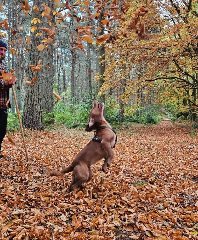 There are brown leaves covering the floor and autumn trees in the background. In the foreground, a brown dog is jumping up to catch leaves in the air.
