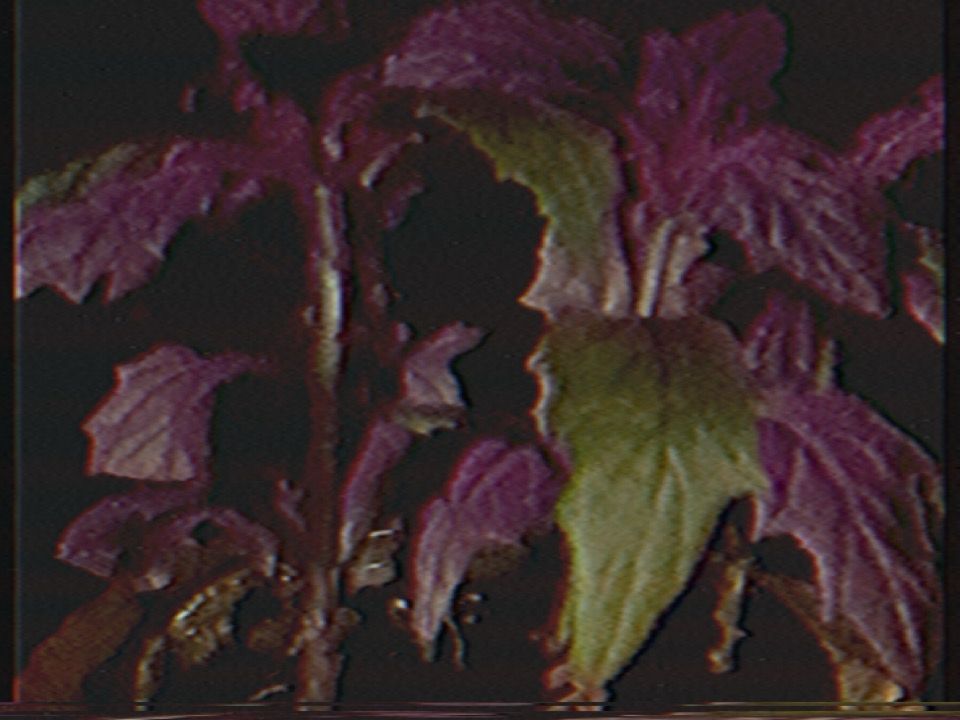 purple passion at night with the lights on