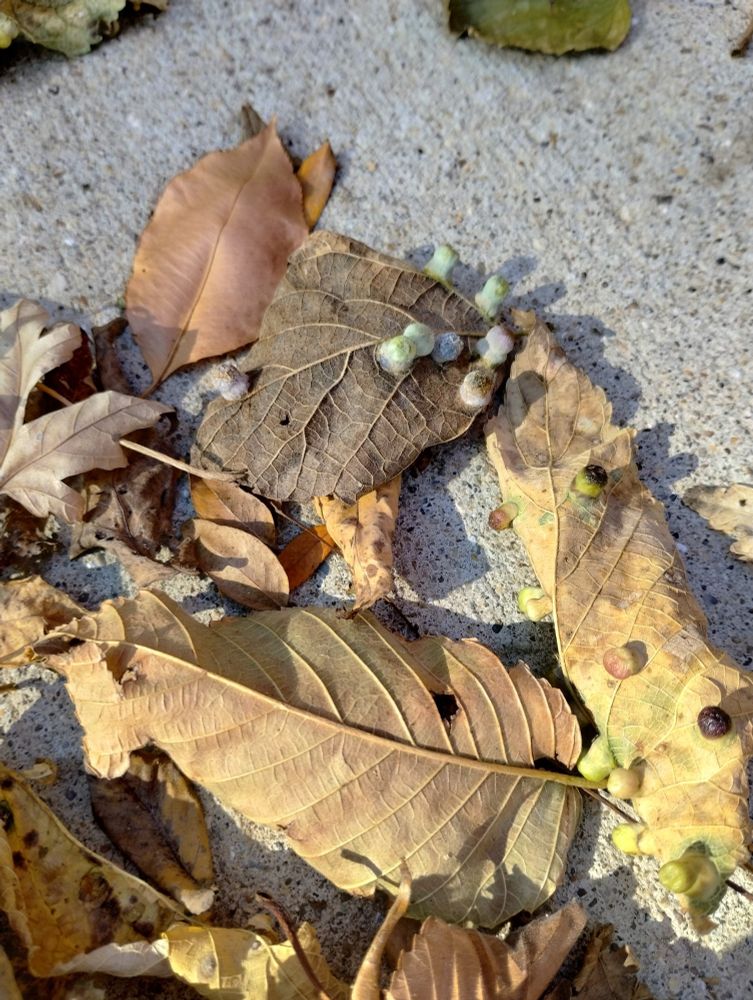 a weird spore growing on fallen autumn leaves on the pavement
