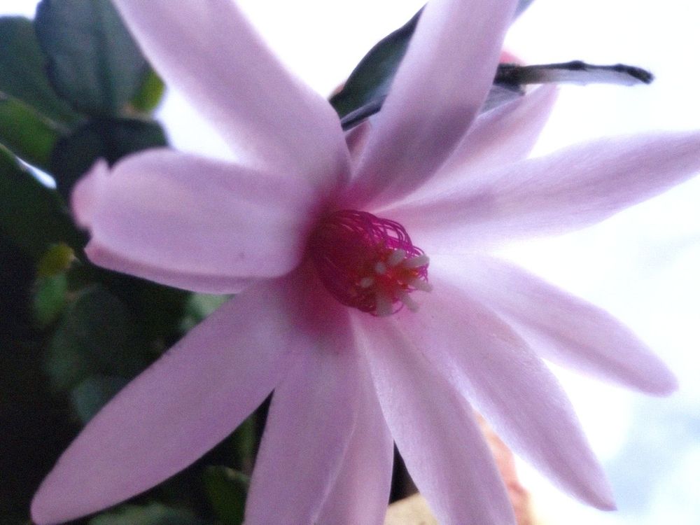 close up of a spring cactus flower