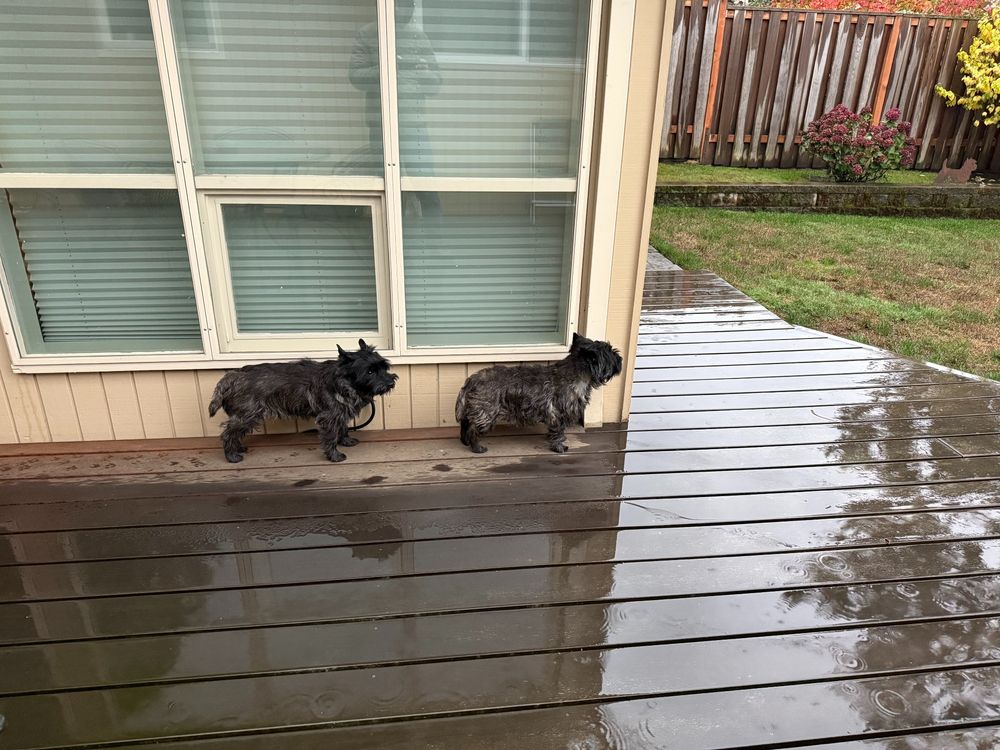 Two cairn terriers stand on a deck, under the eaves of a house, on a rainy day, staying on the thin dry path underneath so their dainty feetsies don't touch cold wet water. 