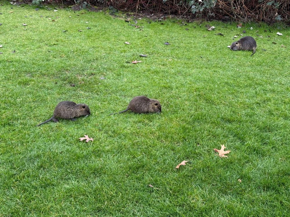 Three nutria nibbling away at the ground against a background of green grass and scattered fallen leaves. 