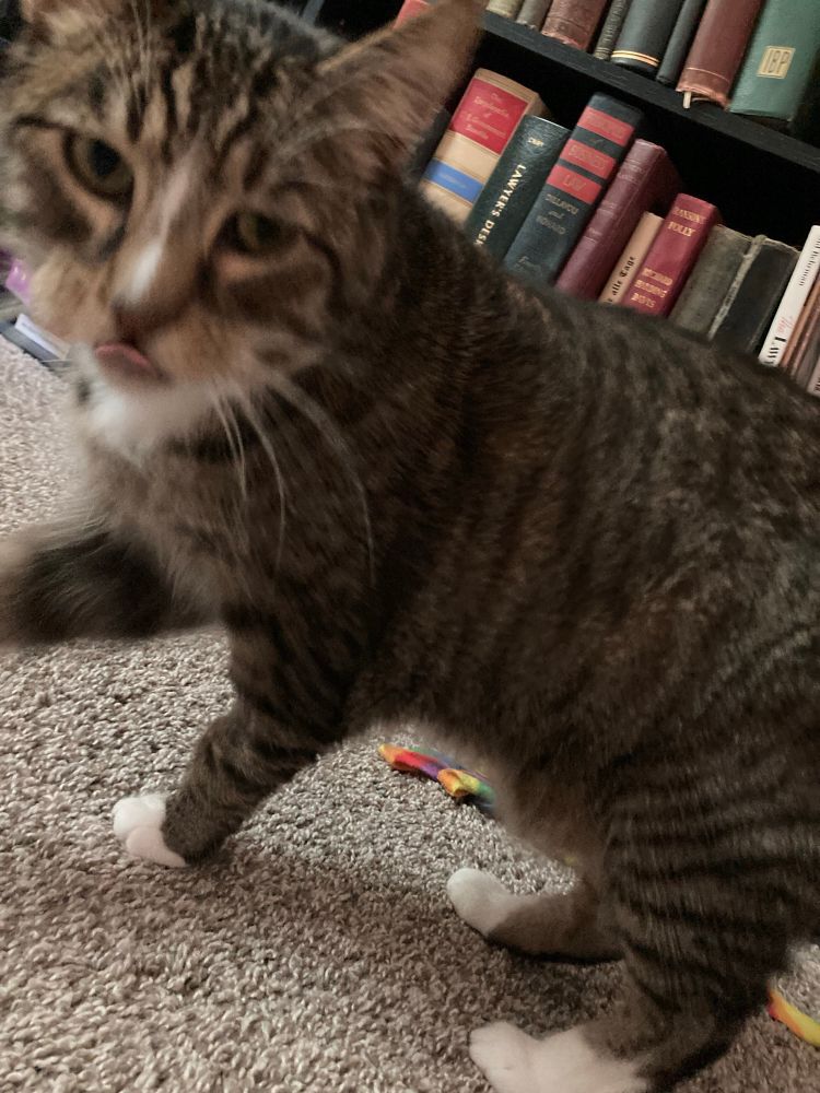 He’s taking another step to me for more pets. There is a blep spotted.