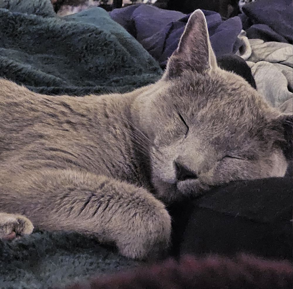 A gorgeous and much-loved short-haired grey Russian Blue cat is sleeping on fuzzy green and maroon blankets