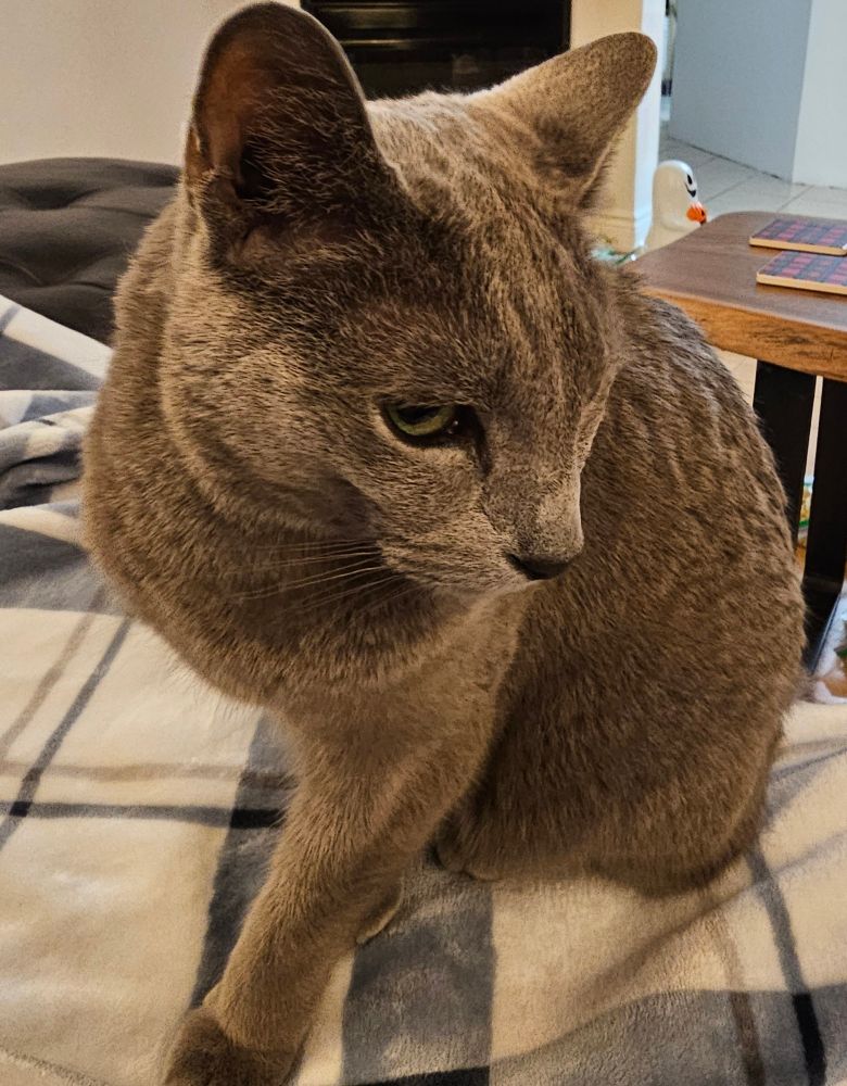 A short-haired grey cat with green eyes  is looking pointedly at something off camera