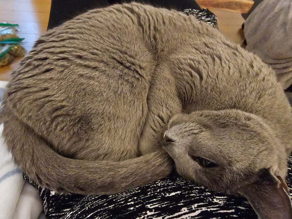 The same grey cat is shown curled up in a ball lying on a person's lap