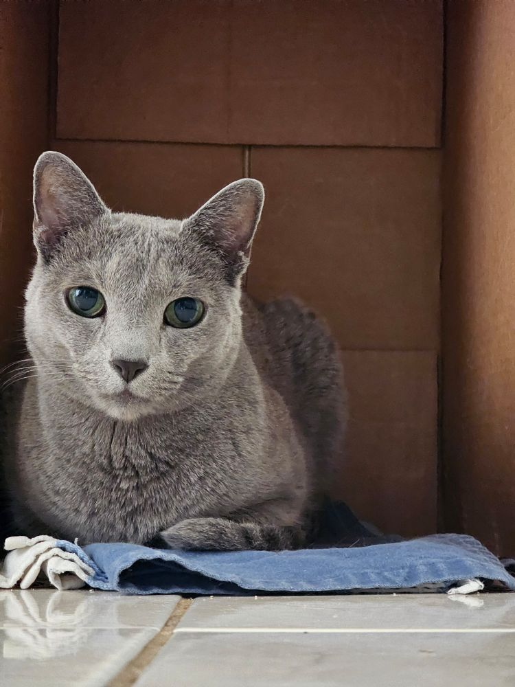 A gorgeous short-haired Russian Blue cat with grey fur and green eyes sits in a cardboard box resting on a furnace vent, looking straight at the camera
