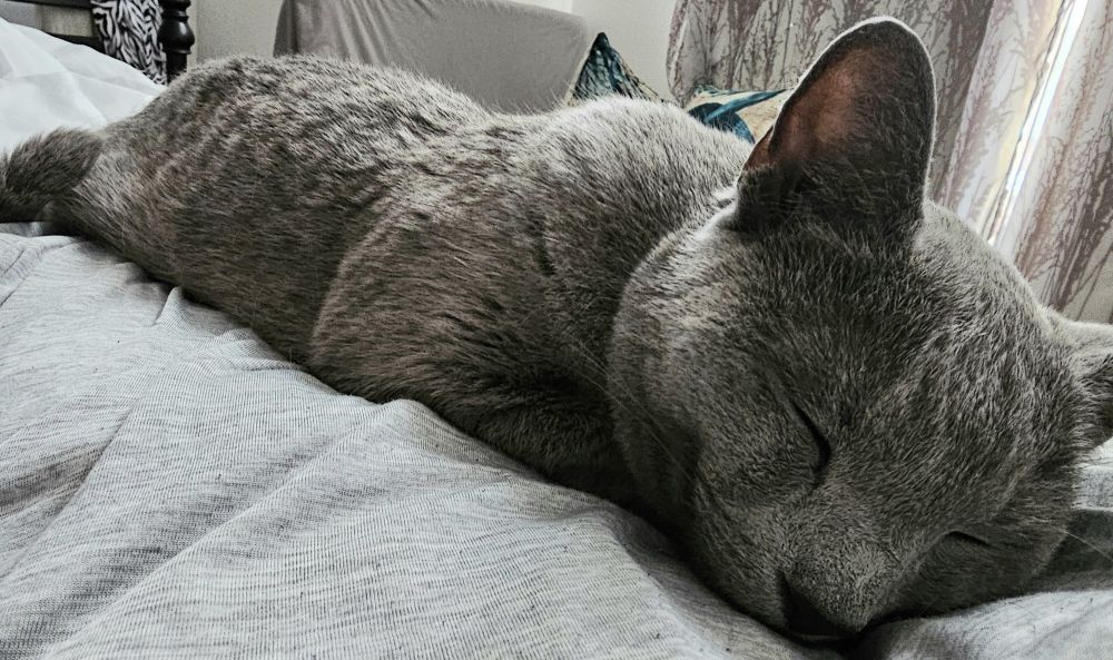 A short-haired grey Russian Blue cat is sleeping soundly stretched out on a grey blanket that is on a trapped human's lap