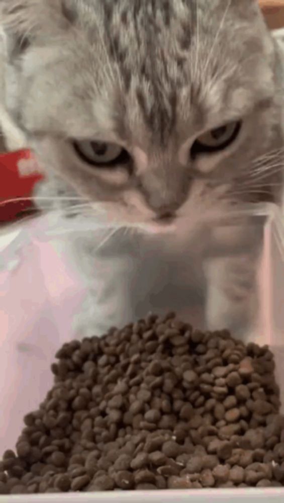 a cat is looking at a pile of dog food