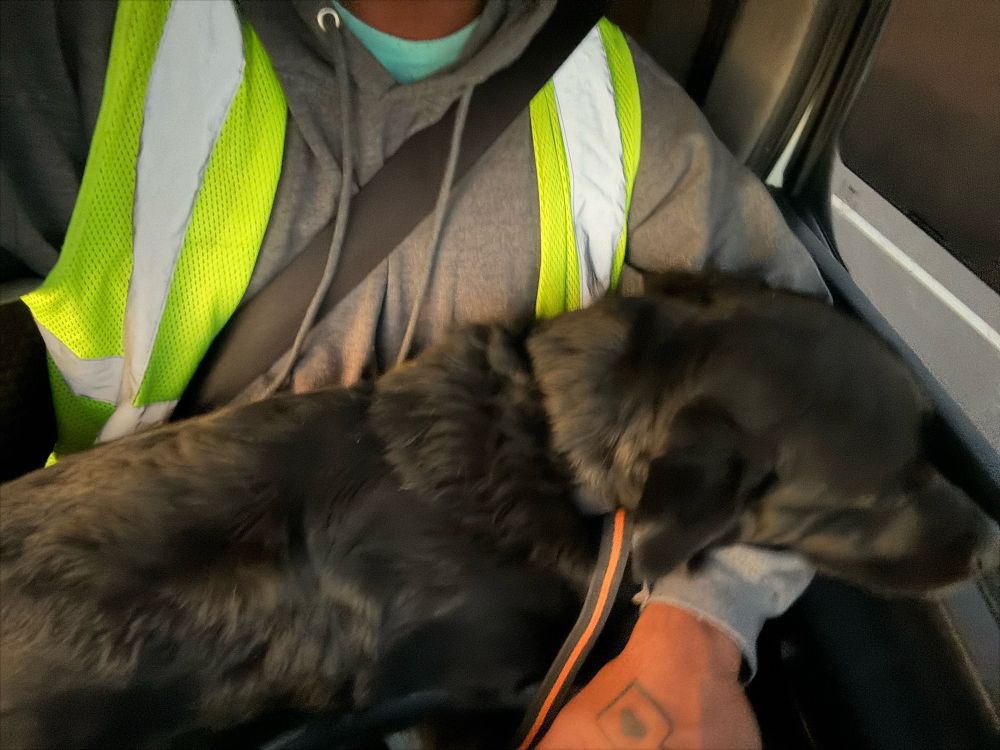 Picture of my black dog in my lap while I drive 