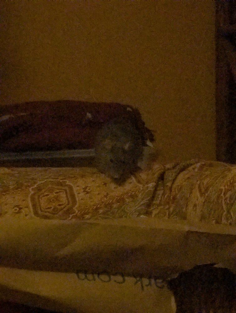  a dimly-lit zoomed in image of a rat asleep on the sofa