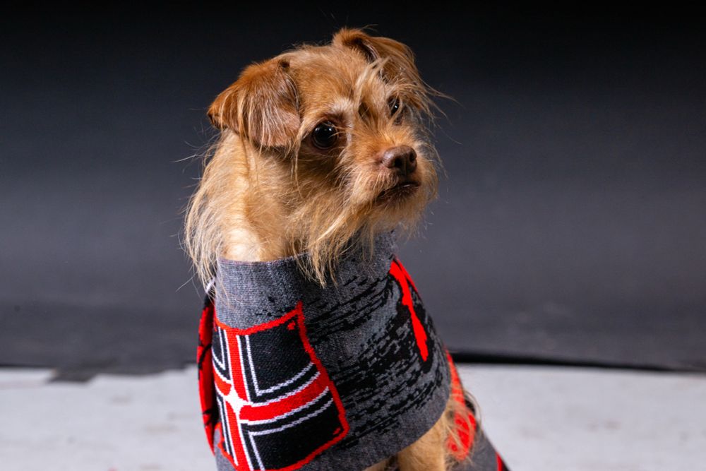 A little dog wearing a big scarf. 