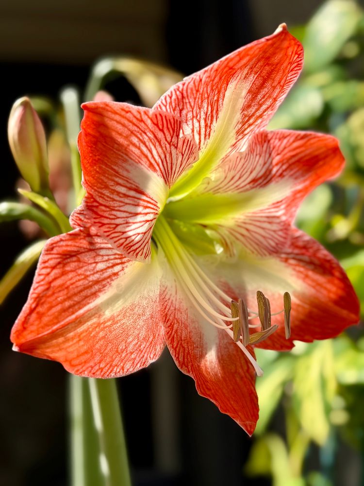 Hippeastrum blooms