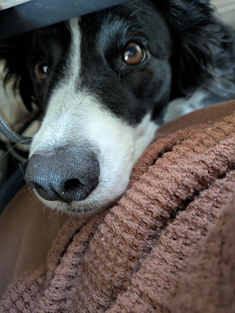 Rio, a black and white border collie, sticks her head up from under the desk. Her big brown eyes are begging for cheese. She knows you have cheese. Give her the cheese, you monster. 